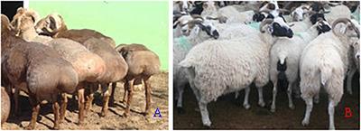 Isobaric Tags for Relative and Absolute Quantification-Based Proteomics Reveals Candidate Proteins of Fat Deposition in Chinese Indigenous Sheep With Morphologically Different Tails